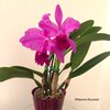 C.Princess (C.lueddemanniana tipo x C